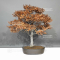 fagus crenata beech tree bonsai ref: 05110243