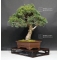 Five-needle kokonoe Japanese white pine ref: 24020