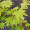 acer shirasawanum garden glory