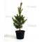 pinus pentaphylla variété "blue lou" pot 3 litres