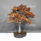 fagus crenata beech tree bonsai ref: 05110243