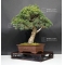 Five-needle kokonoe Japanese white pine ref: 24020