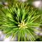 Five-needle kokonoe Japanese white pine ref: 24020