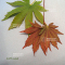 Acer x pseudosieboldianum north wind