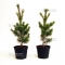 pinus pentaphylla variété "blue lou" pot 3 litres