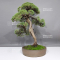 juniperus chinensis 28100241