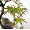 acer palmatum ori hime 09050203