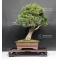 Five-needle kokonoe Japanese white pine ref: 24020