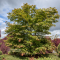 Acer x pseudosieboldianum north wind