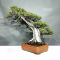 VENDU Juniperus rigida 12010245