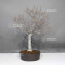 fagus crenata beech tree bonsai ref: 05110243