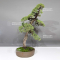 juniperus chinensis 28100241