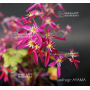 saxifraga-fortunei-beni-hime