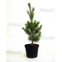 pinus-pentaphylla-variete-blue-lou-pot-3-litres