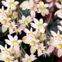 saxifraga-fortunei-tilda