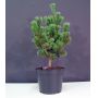 Pinus parviflora ssp. pentaphylla hagoromo pot 4.l