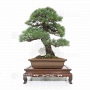 pinus-pentaphylla-ref-030120254