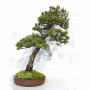 pinus-pentaphylla-ref-030120255