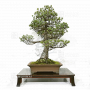 pinus-pentaphylla-ref-030120256