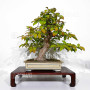 pseudocamelia-japonica-23070254