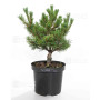 pinus-parviflora-var-iona