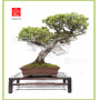 pinus-pentaphylla-nasu-goyo-ref-12080253