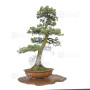 pinus-pentaphylla-ref-12020252