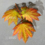 acer japonicum emmet's pumpkin