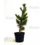 pinus pentaphylla variété "blue lou" pot 3 litres