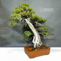 VENDU Juniperus rigida 12010245