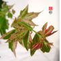 acer buergerianum goshiki kosode