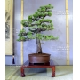 VENDU Pinus pentaphylla ref: 12040154