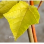 acer rufinerve winter gold