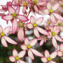 saxifraga fortunei trina