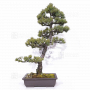 Pinus pentaphylla 030120257