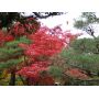 ACER PALMATUM racines nues lot de 10 plants