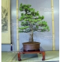 VENDU Pinus pentaphylla ref: 12040154