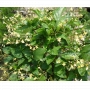 VENDU Premna japonica 30070214