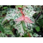 ACER CONSPICUM SILVER CARDINAL