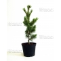 pinus pentaphylla variété "blue lou" pot 3 litres