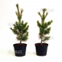 pinus pentaphylla variété "blue lou" pot 3 litres