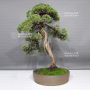 juniperus chinensis 28100241