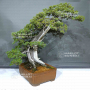 VENDU Juniperus rigida 12010245