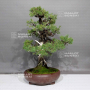 VENDU juniperus rigida ref: 07011233