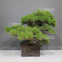 Pinus thunbergii ref: 16080241