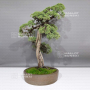 juniperus chinensis 28100241